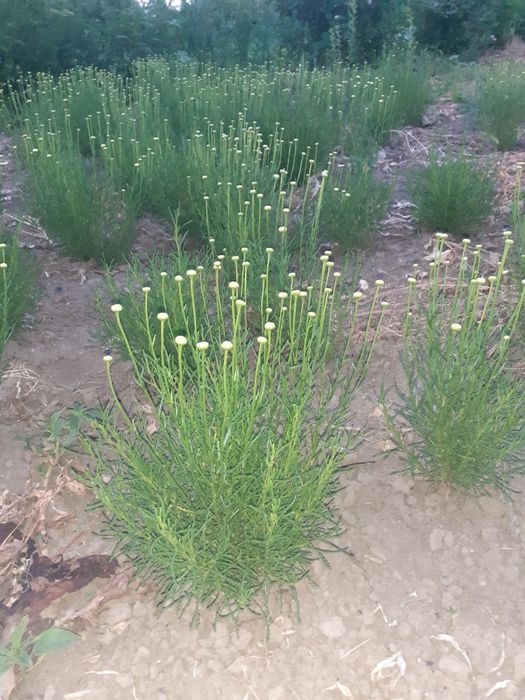 Лаванда, сантоліна,гібіскус, спірея Вангутта,керія та інші садові росл