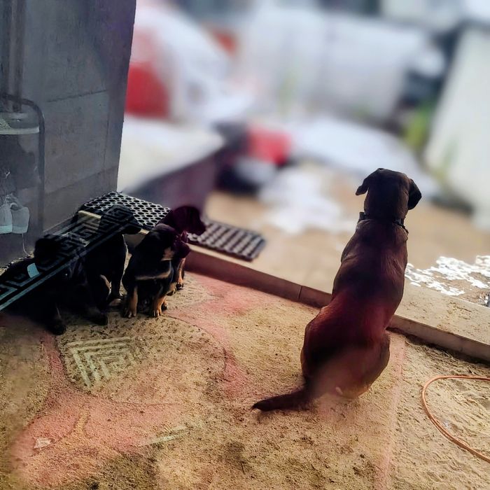 Oddam za darmo  4 pieski