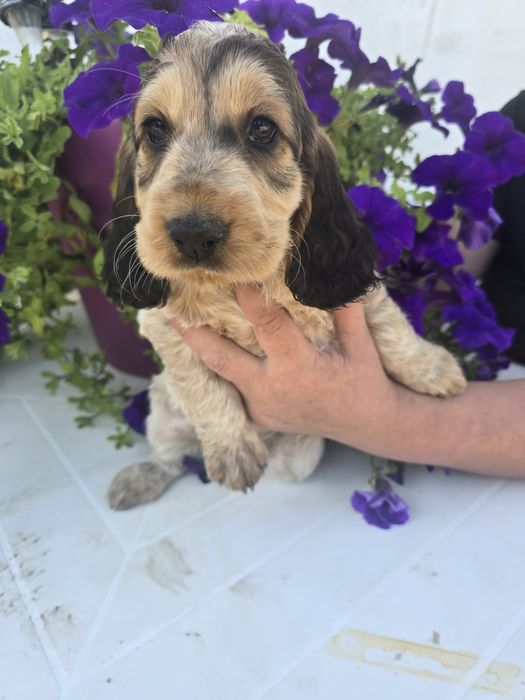 Sprzedam suczke Cocker spaniel