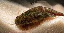 Przekopnica, przekopnice - właściwa, Triops