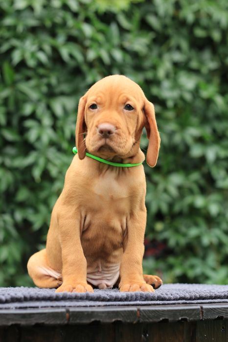 Wyżeł węgierski krótkowłosy- Magyar Tim (FCI) Gotowe do odbioru.