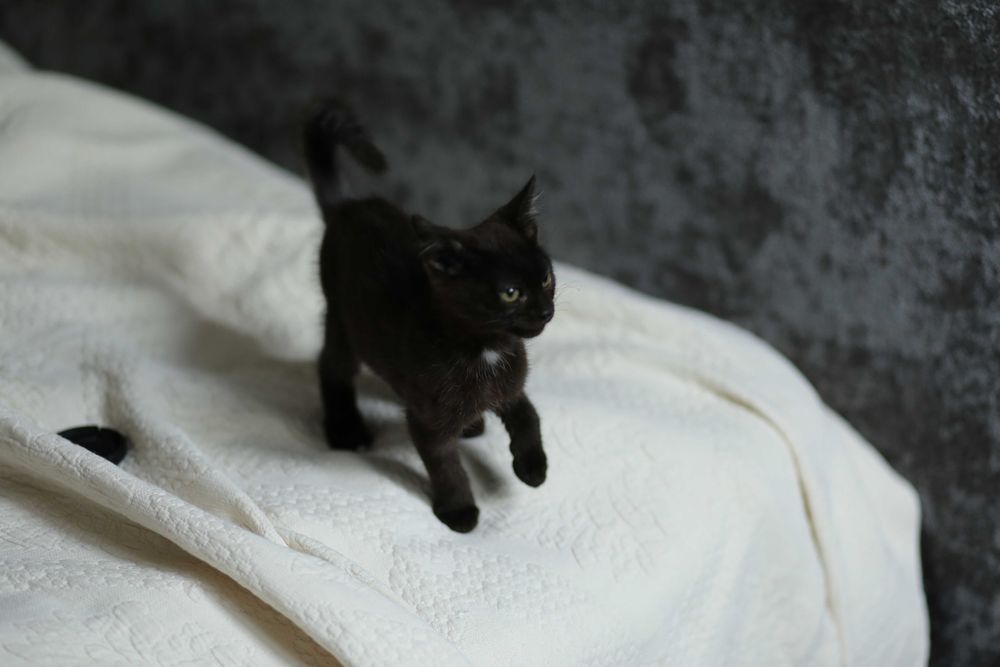 Котик, кошеня, кіт