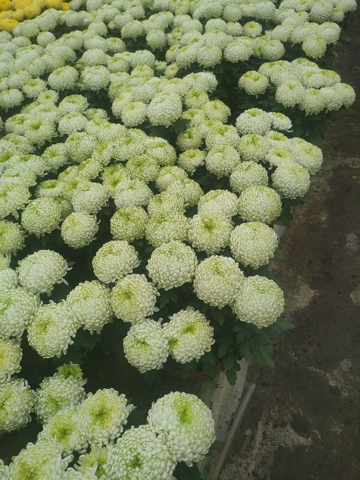 Chryzantemy hurt i detal