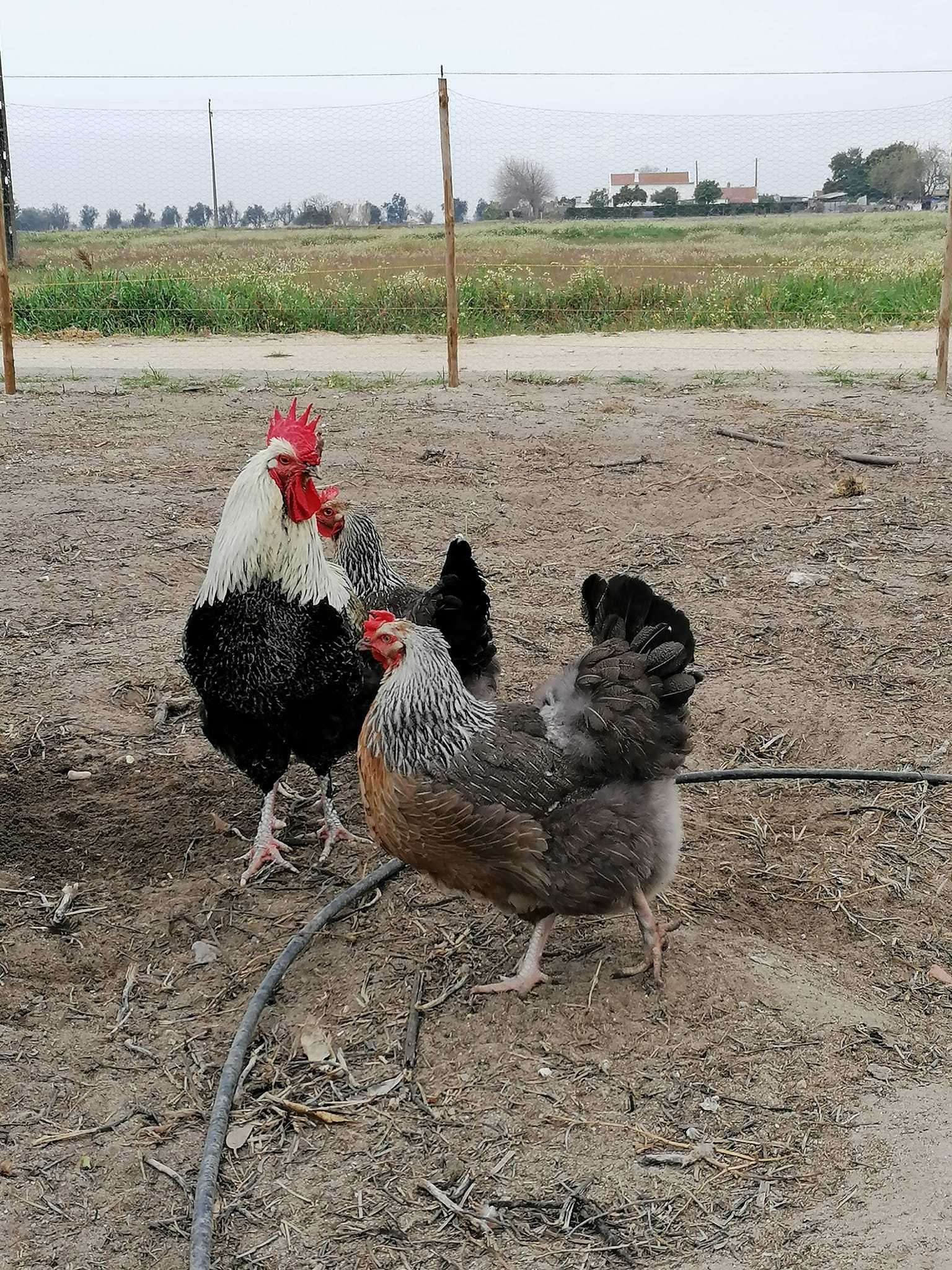 Galinhas pintos ovos de varias raças