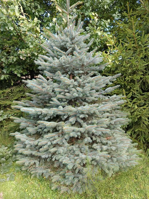 Świerk srebrny lub pospolity formowany choinki, plantacja choinek