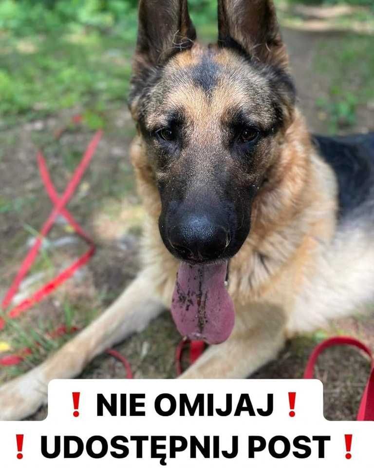 Santos ok 2,5 let pies w typ.owczarka czeka na adopcję Korabiewice