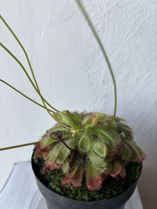 Roślina owadożerna rosiczka Alicji Drosera Aliciae