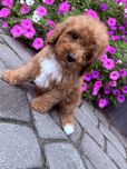 Sunia Cavapoo Hybryda Ras