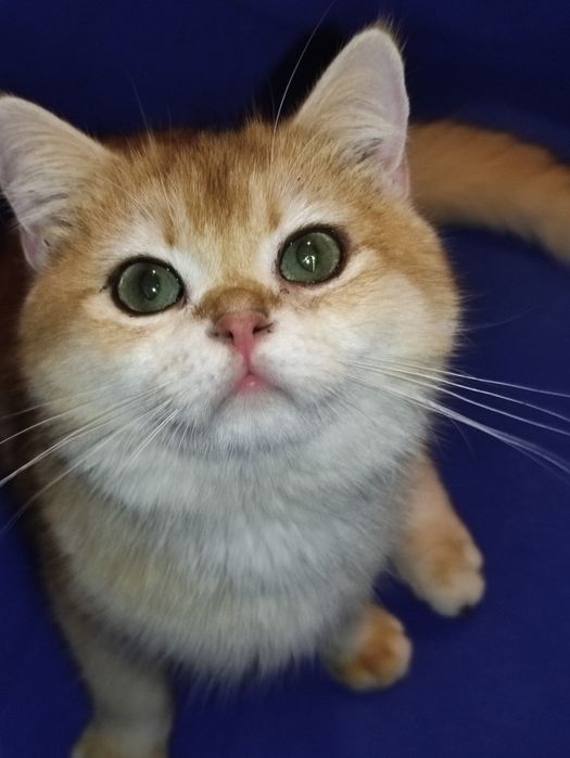 Шикарний британец хлопчик золота шиншила в окрасі ny12 чекає на родину