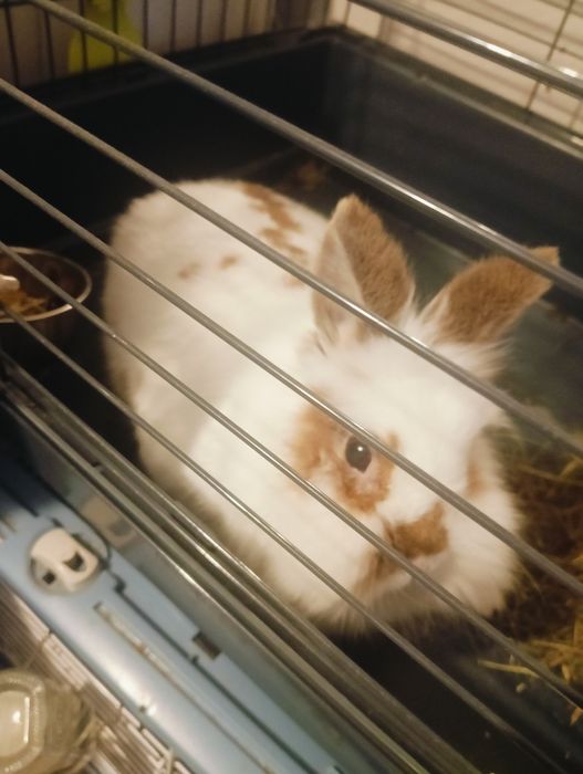 Samiczki miniaturki do oddania