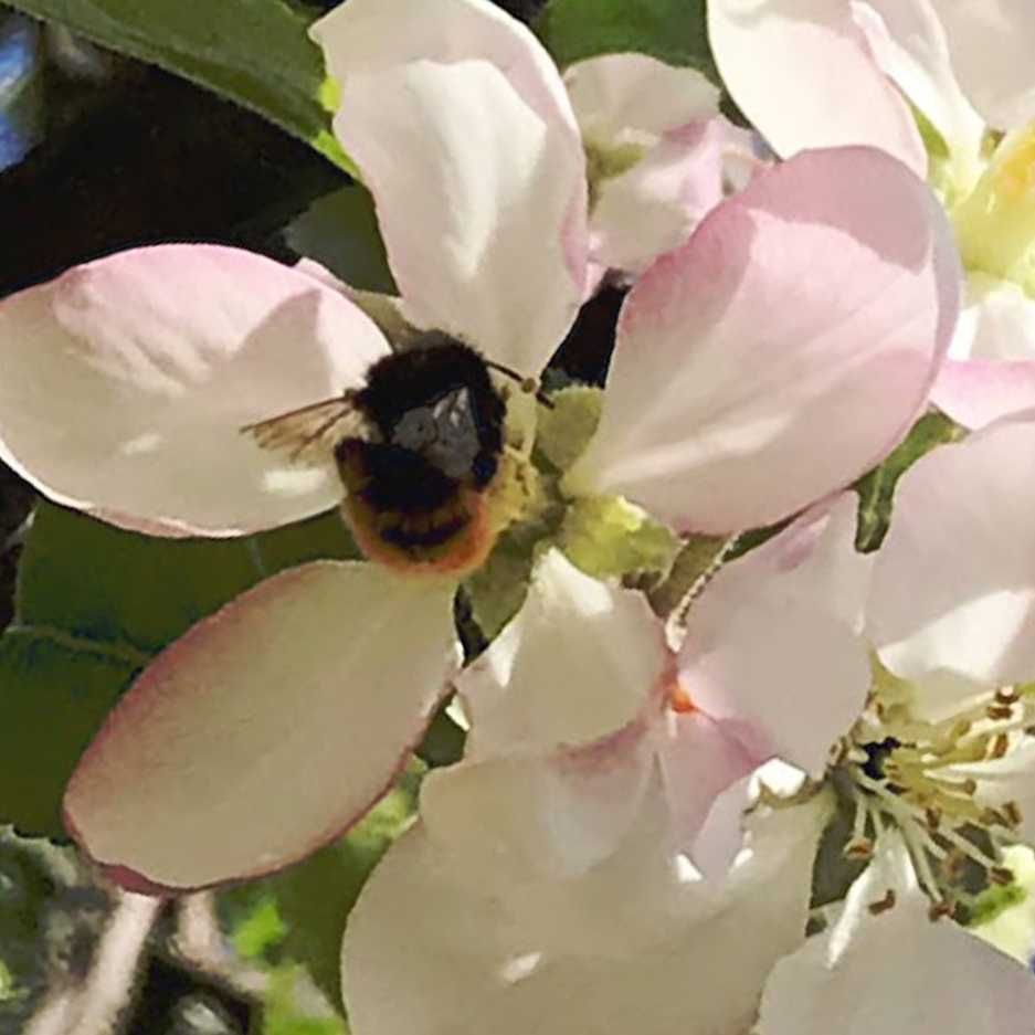 Бджоли Осмії (Пчелы Осмии) Ціна за 1 тис/коконів