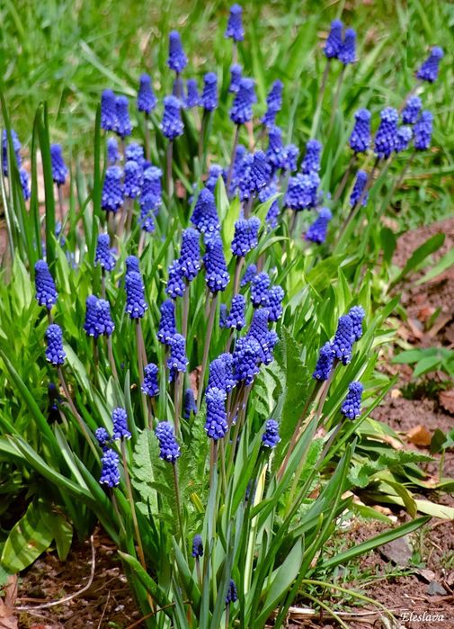 Продам Мускарики