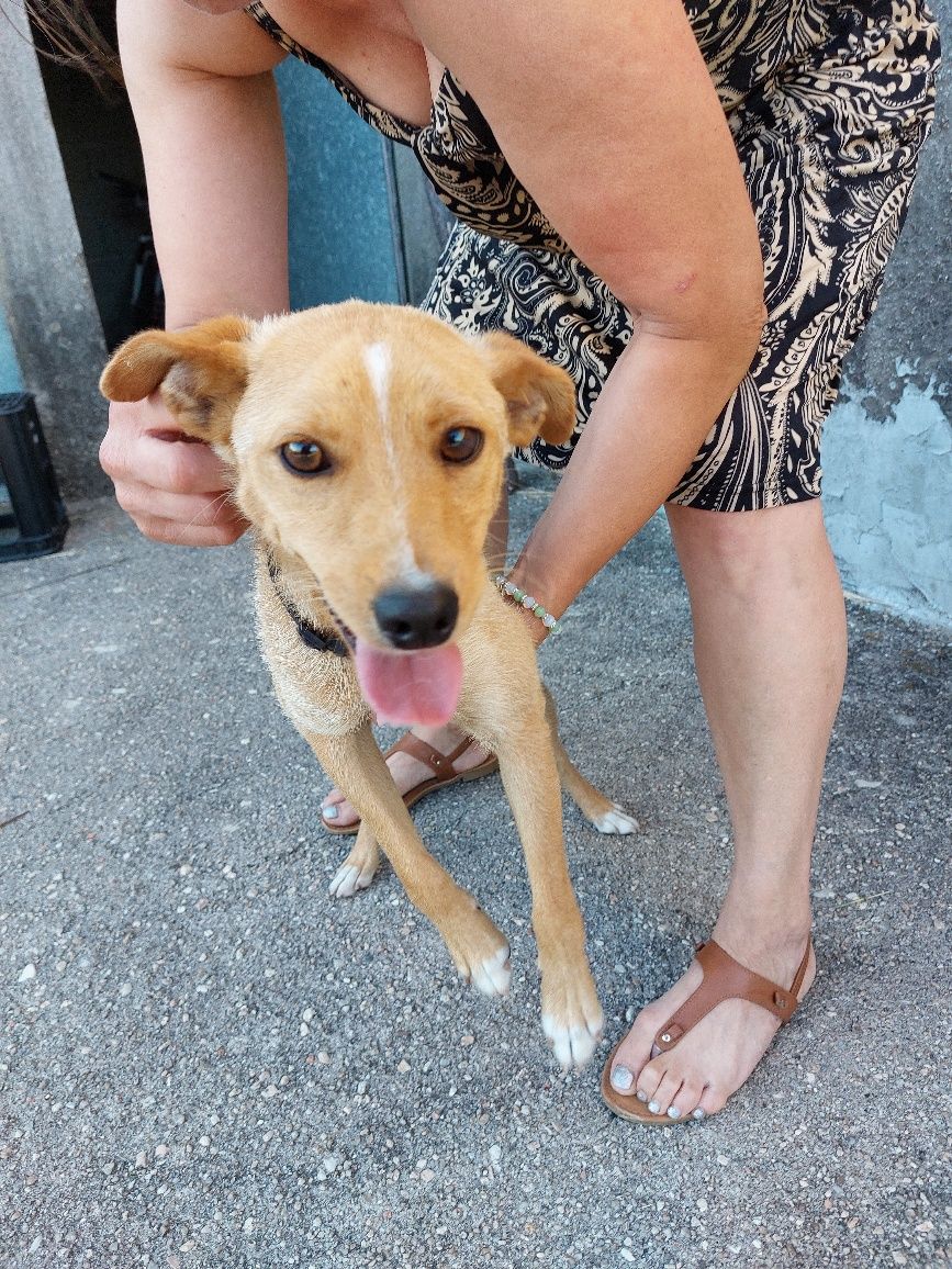 Cão macho com cerca de 1 ano