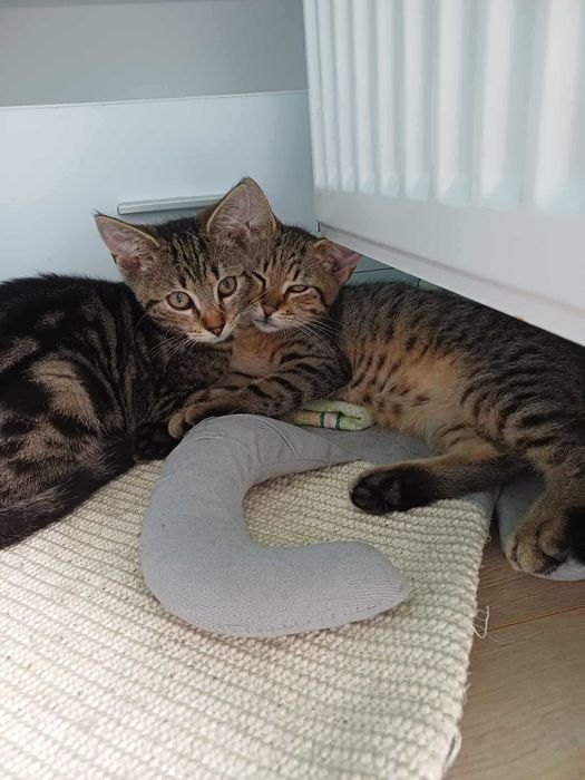 Wspaniałe rodzeństwo Szarlotka i Serniczek szukają domku razem.