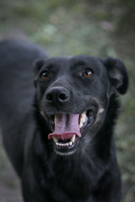 Чудова Багіра шукає маму/тата!