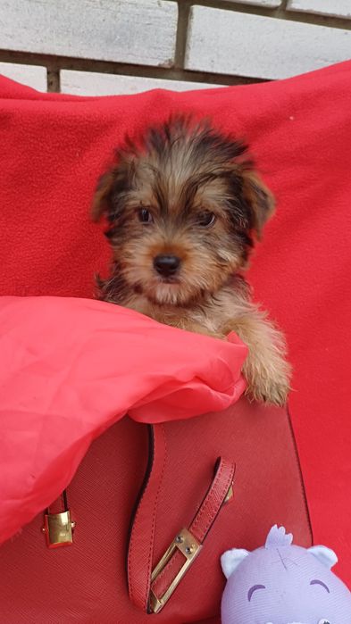 Милий хлопчик -Йоркширський тер'єр.