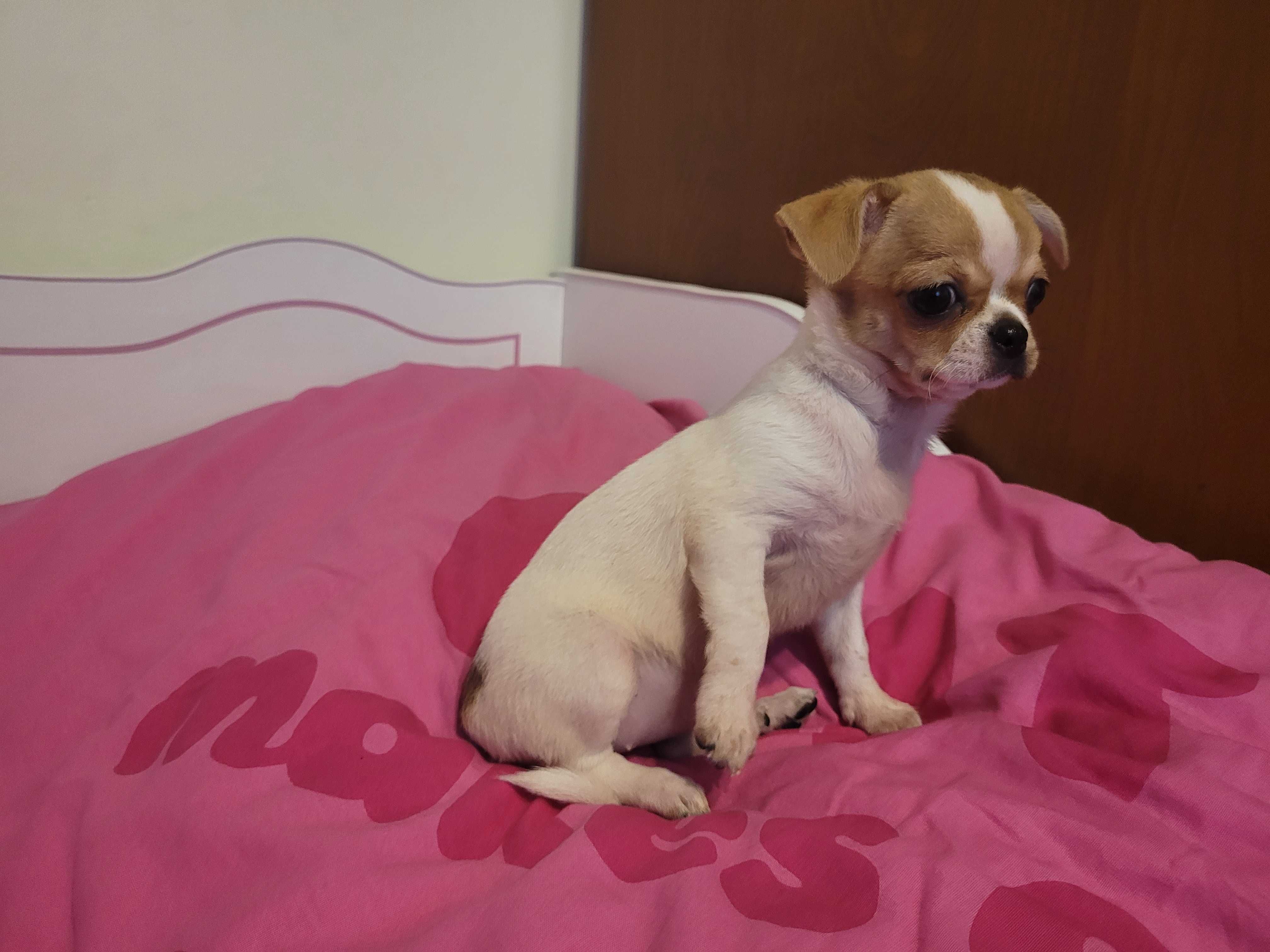 Kapitalnej budowy miniaturka Chihuahua