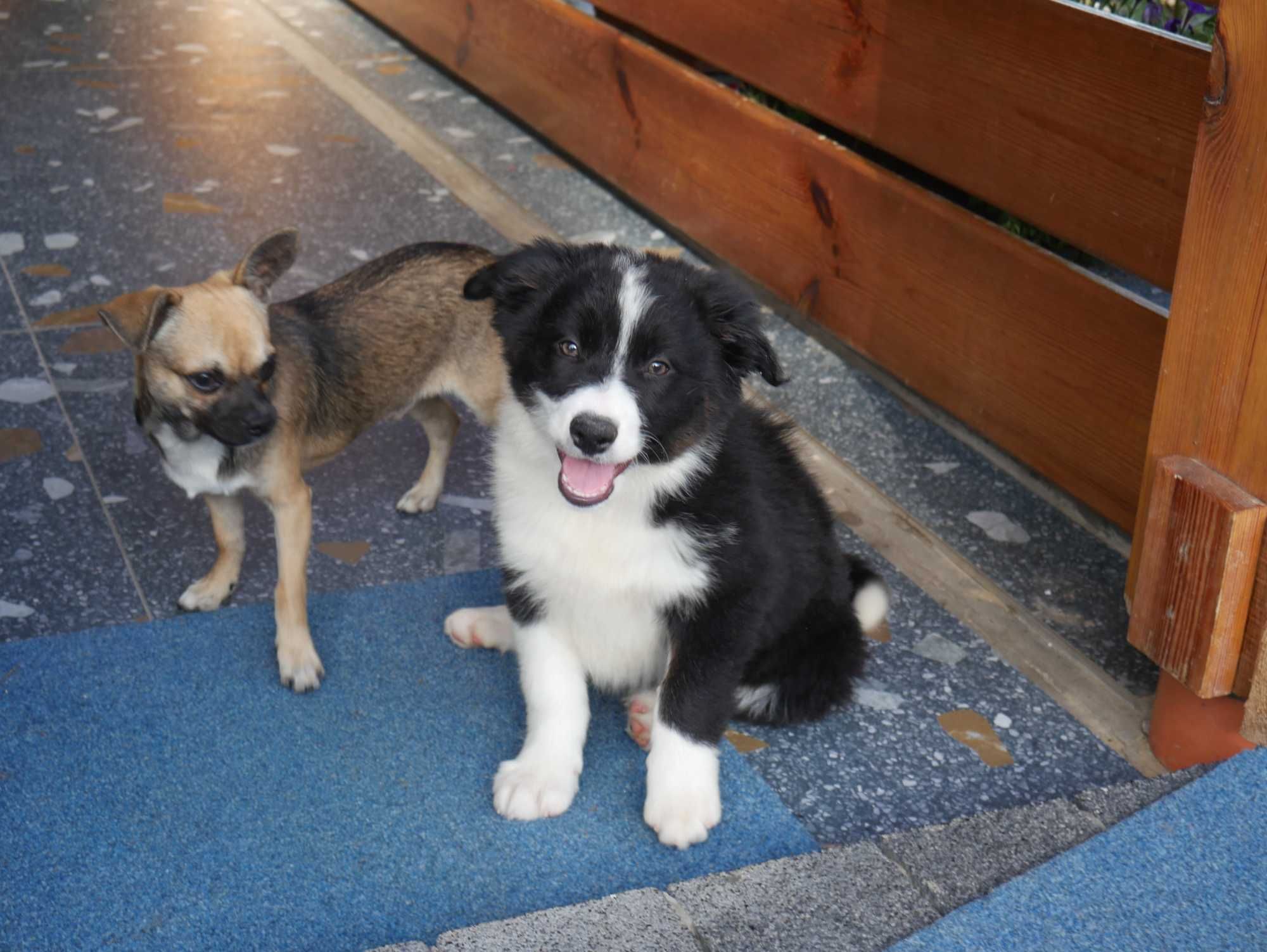Border Collie - piesek