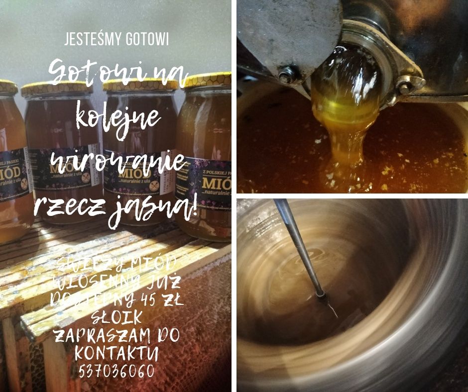 Świeży miód wiosenny 2025