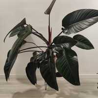 Philodendron " red beauty " // planta interior