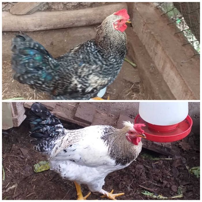 Vendo 2 Galos 1 ano e meio