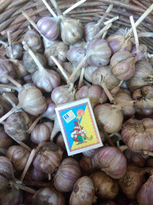 Чеснок Любаша...