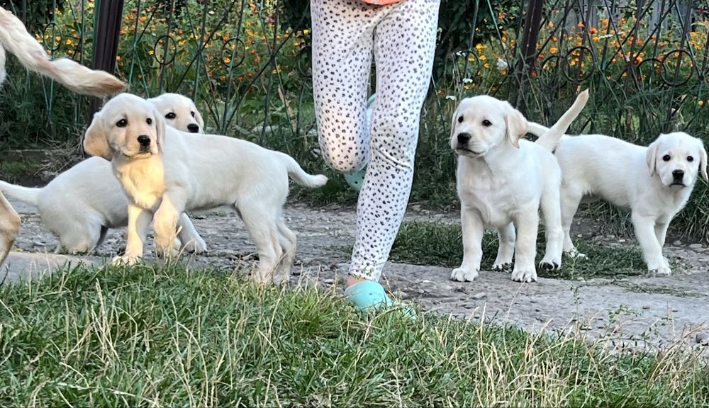 Продаж лабрадорів
