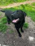 Frolic w typie Labradora