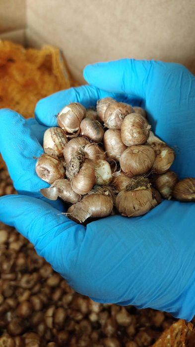 Krokus XXL WIELOKWIATOWY 50 szt Cebulki 6 / 7 krokusy krokusów MIX