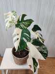 Monstera albo half moon