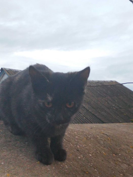 3-х місячна кішечка