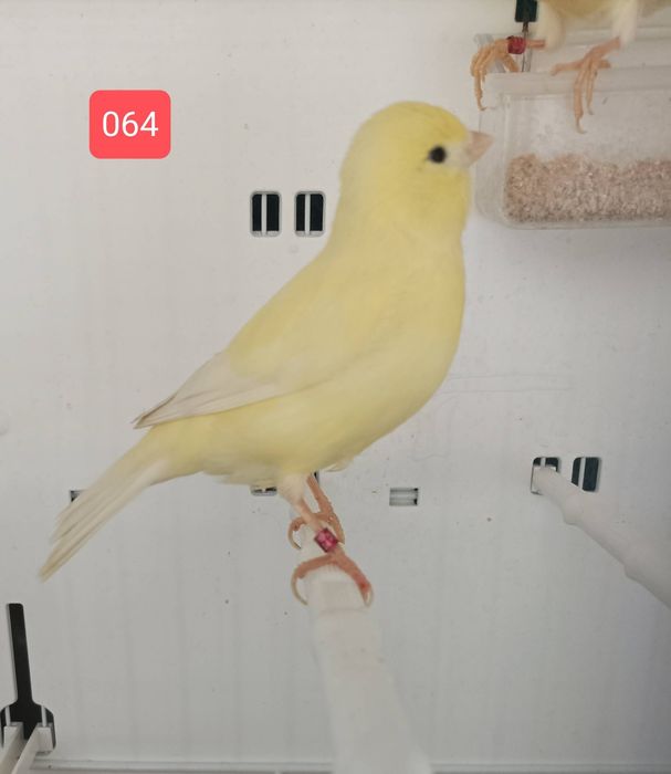 Canários Amarelo Marfim