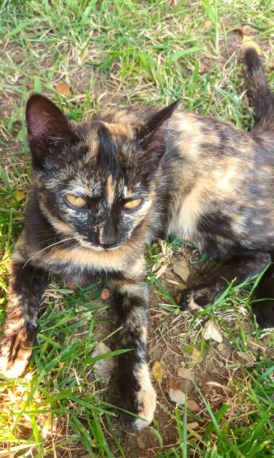 Gatinha com cerca de 3 meses e meio