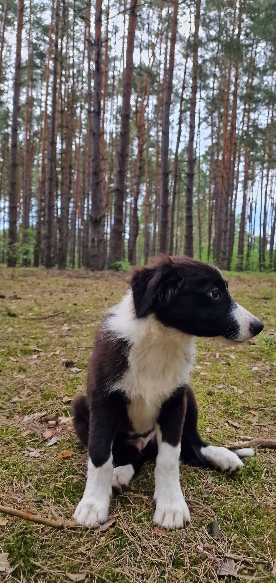 Border Collie piesek czarno biały
