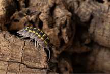 isopody armadillum gestroi 10szt
