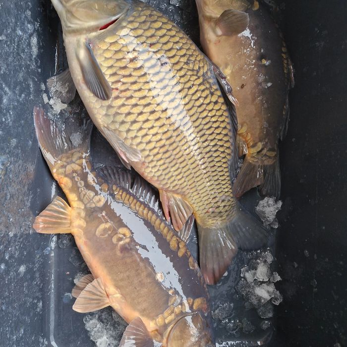 Karp Zarybieniowy na Łowisko 1, 5 - 3 kg