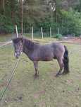 Sprzedam 2 letniego konia kuc ogier