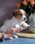 Jack Russell Terrier ZKwP wlos złamany