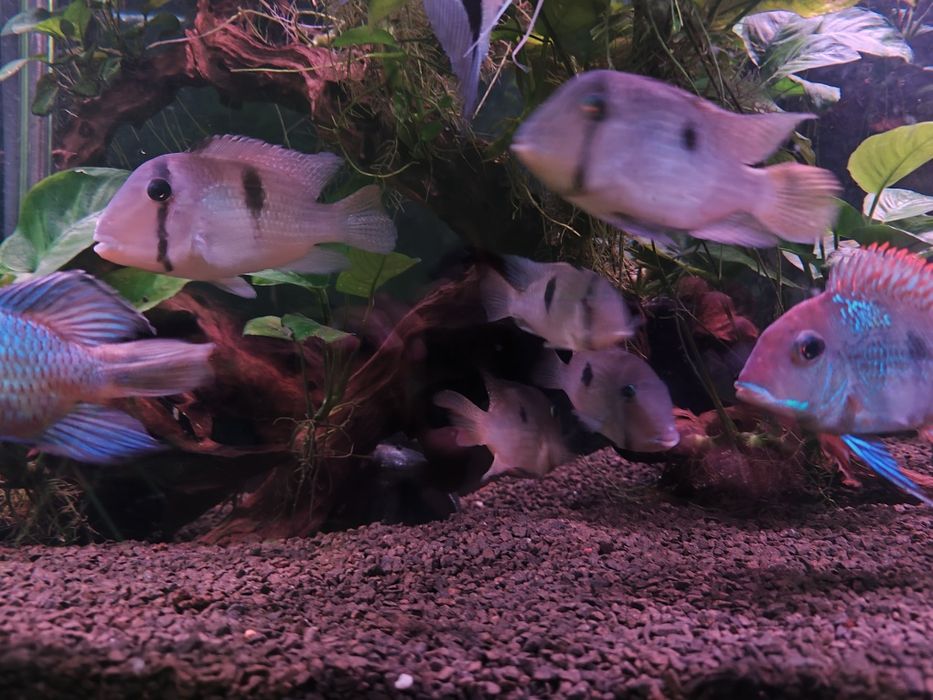 Trio Guianacaras Dacrya