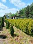 Thuja, Tuja golden globe