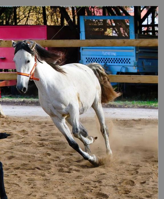 Dzierżawa klaczy*siwa*andaluzyjka