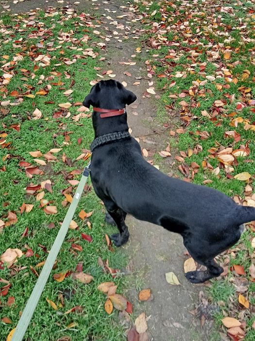 Продам хлопчика Кане-Корсо