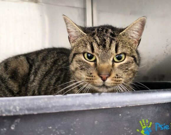 Miła, grzeczna kotka MADERA szuka domku!