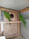 Casal conure cabeça azul reprodutor