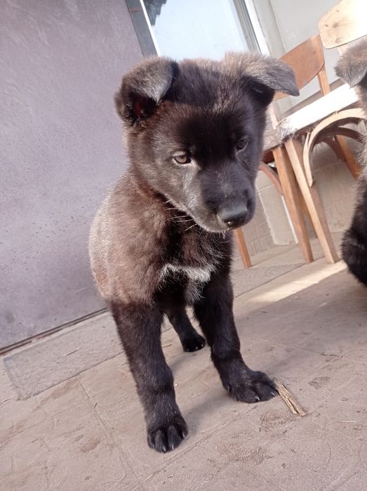 Цуценята німецька вівчарка (вовкособи)