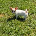 Gotowa do odbioru śliczna suczka chihuahua