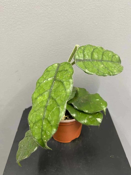 Hoya Villosa Hoja