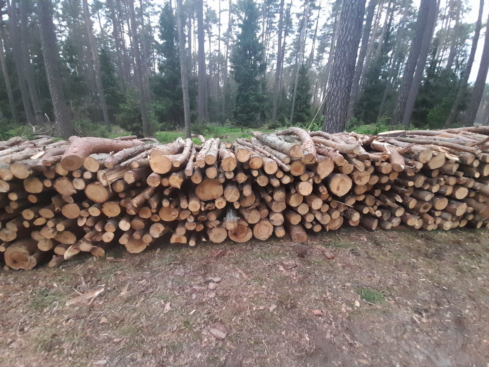 Drewno opałowe sosna i świerk