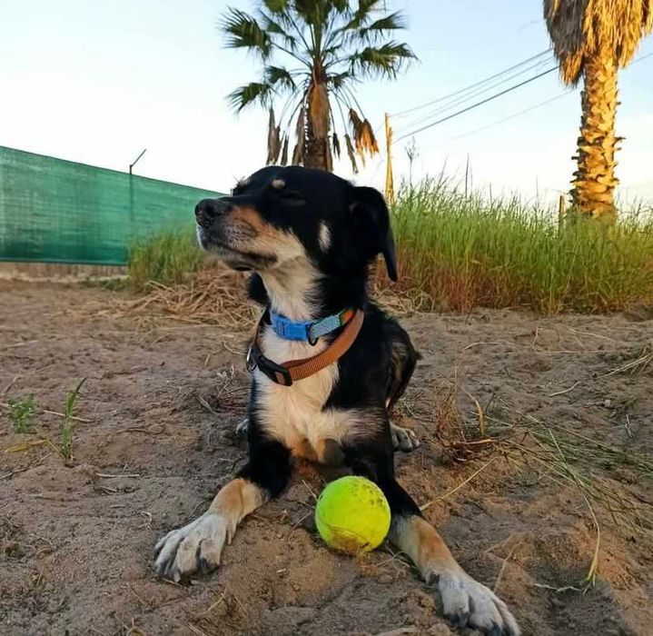 Procura-se uma nova família cheia de amor para o meu cão Snoopy