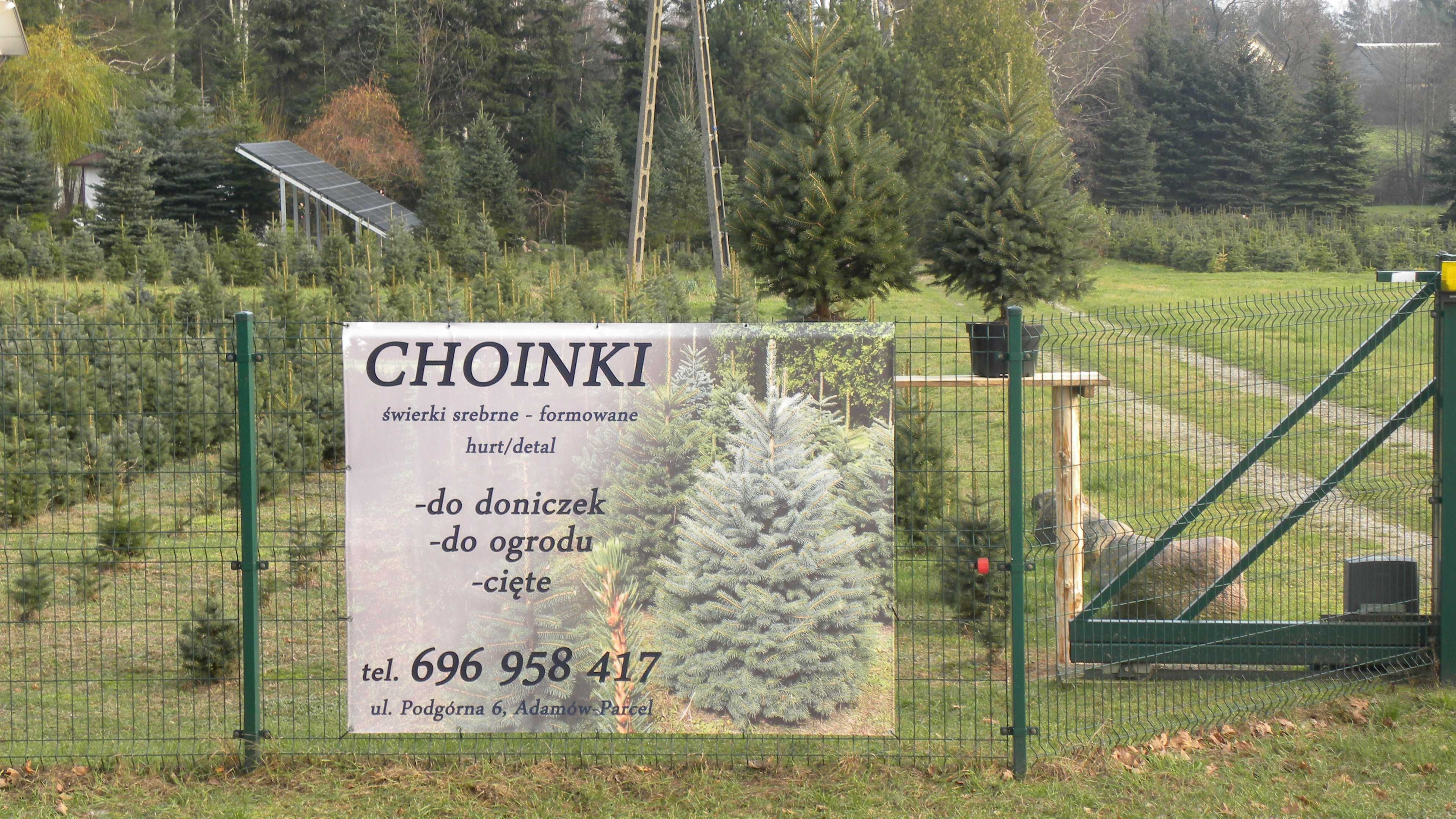 Choinki. Świerk srebrny formowany. 1.0 - 2,2m.